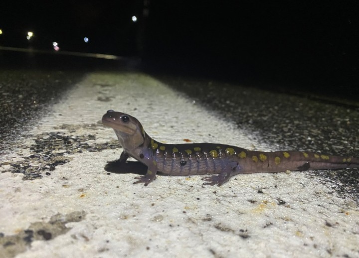 Spotted Salamander